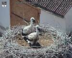 Capi_Dubne_20260626_160503.jpg