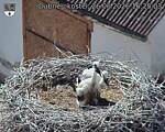 Capi_Dubne_20260626_162503.jpg