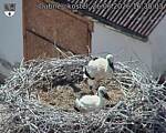 Capi_Dubne_20260626_163003.jpg