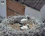 Capi_Dubne_20260626_164003.jpg
