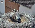 Capi_Dubne_20260626_165003.jpg