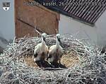 Capi_Dubne_20260626_170503.jpg