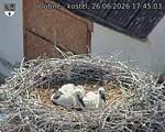 Capi_Dubne_20260626_174503.jpg