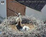 Capi_Dubne_20260626_175003.jpg