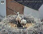 Capi_Dubne_20260626_182502.jpg