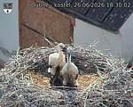 Capi_Dubne_20260626_183002.jpg