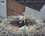 Capi_Dubne_20260626_185003.jpg