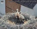 Capi_Dubne_20260626_191004.jpg