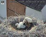Capi_Dubne_20260626_192003.jpg