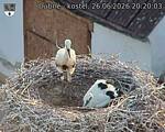 Capi_Dubne_20260626_202003.jpg