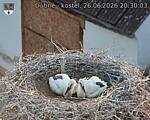 Capi_Dubne_20260626_203003.jpg