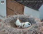 Capi_Dubne_20260626_203504.jpg