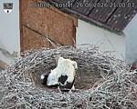 Capi_Dubne_20260626_210003.jpg