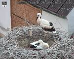 Capi_Dubne_20260626_211503.jpg
