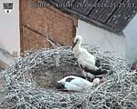 Capi_Dubne_20260626_212503.jpg