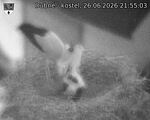 Capi_Dubne_20260626_215503.jpg