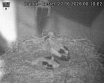 Capi_Dubne_20260627_001002.jpg