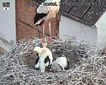 Capi_Dubne_20260627_044503.jpg