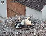 Capi_Dubne_20260627_050003.jpg