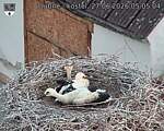 Capi_Dubne_20260627_050504.jpg