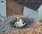 Capi_Dubne_20260627_053004.jpg