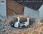 Capi_Dubne_20260627_054504.jpg