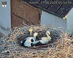 Capi_Dubne_20260627_055004.jpg