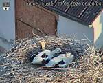 Capi_Dubne_20260627_060004.jpg