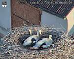 Capi_Dubne_20260627_060504.jpg
