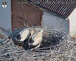Capi_Dubne_20260627_064004.jpg