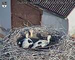 Capi_Dubne_20260627_064504.jpg
