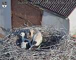 Capi_Dubne_20260627_065004.jpg