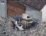 Capi_Dubne_20260627_070504.jpg