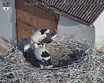 Capi_Dubne_20260627_071004.jpg