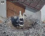 Capi_Dubne_20260627_075004.jpg