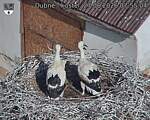 Capi_Dubne_20260627_075504.jpg