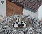 Capi_Dubne_20260627_084003.jpg