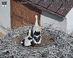 Capi_Dubne_20260627_084502.jpg