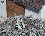 Capi_Dubne_20260627_090002.jpg