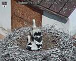 Capi_Dubne_20260627_092004.jpg