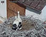 Capi_Dubne_20260627_094004.jpg