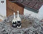 Capi_Dubne_20260627_094504.jpg