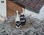 Capi_Dubne_20260627_095002.jpg