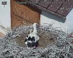 Capi_Dubne_20260627_100002.jpg