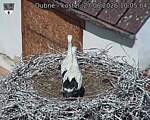 Capi_Dubne_20260627_100504.jpg