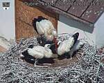 Capi_Dubne_20260627_101503.jpg
