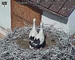 Capi_Dubne_20260627_102002.jpg