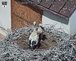 Capi_Dubne_20260627_103504.jpg