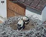 Capi_Dubne_20260627_104004.jpg