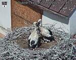 Capi_Dubne_20260627_104503.jpg